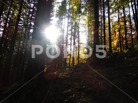 Trees in the nature can be amazing and with sunshine can be beauty Stock Photos