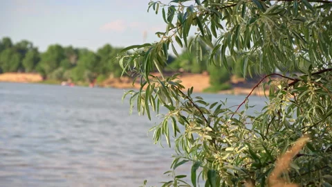 Trees in Nature Develop in the Wind Near the River Stock Footage 198408693