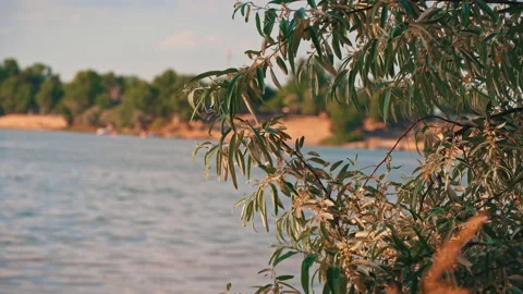 Trees in Nature Develop in the Wind Near the River Video stock 198473290
