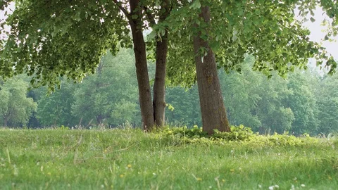 Trees in nature. Empty nature without humans due to the Corona virus pandemic. Stock Footage 129104016