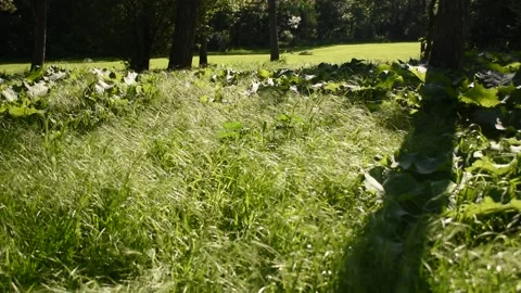 Trees on nature Stock Footage 134986098