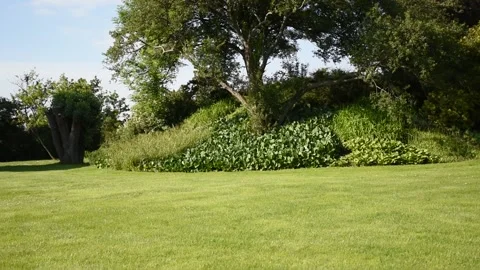 Trees on nature Stock Footage 134986135