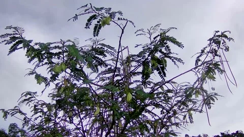 Trees on nature Stock Footage 167800098