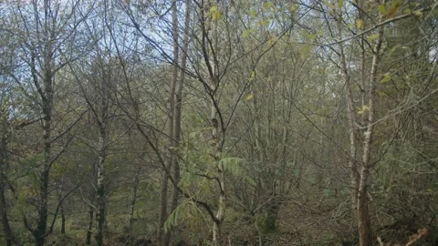 Trees in nature Stock Footage 203905308