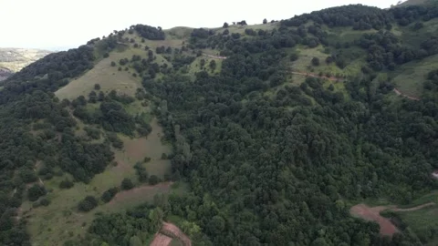 Trees in nature Stock Footage 228880192