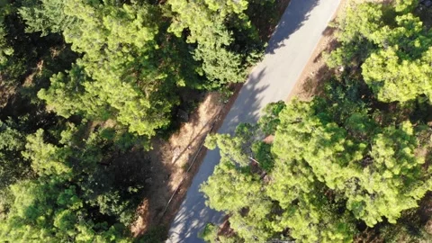 Trees in nature parc Vídeo Stock 137563781