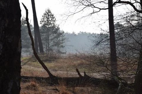 Trees in Nature Stock Photos
