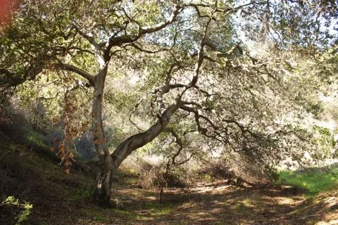 Trees In Nature Stock Photos