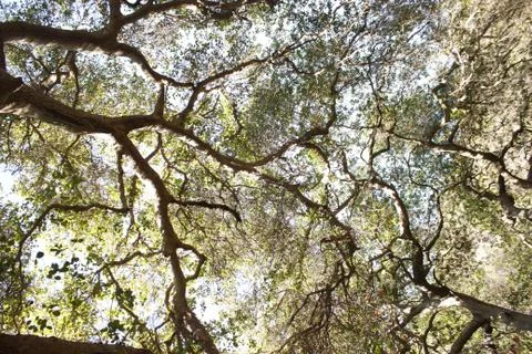 Trees In Nature Stock Photos