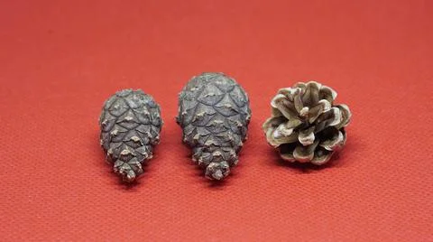 Trees nature 写真素材