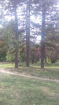 Trees in nature Stock Photos