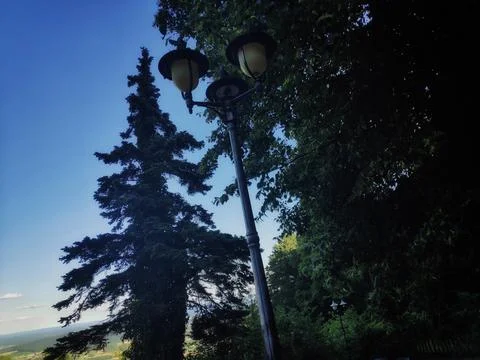 Trees in Nature Foto stock