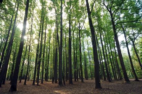 Trees in the Nature Stock Photos