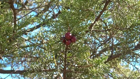 Trees in nature,green Stock Footage 324436824