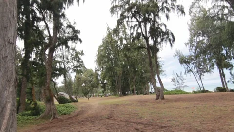 Trees Near The Beach Stock Footage 104788326