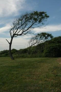 Trees near Beavertail lighthouse Stock Photos