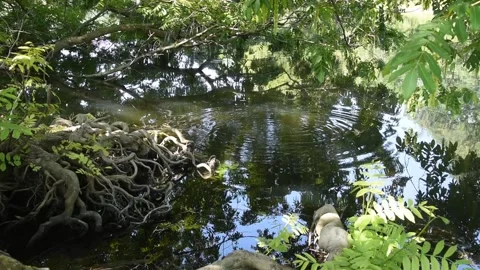 Trees near lake Stock Footage 131089503