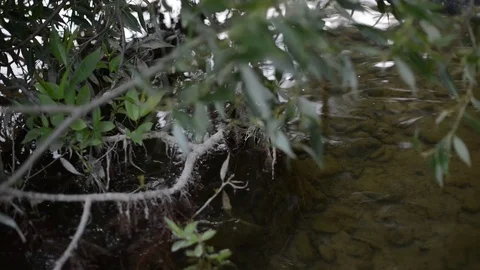 Trees near mountain river Stock Footage 101114096