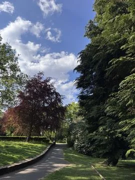 Trees near pathway with a great blue sky and floating clouds Stock Photos