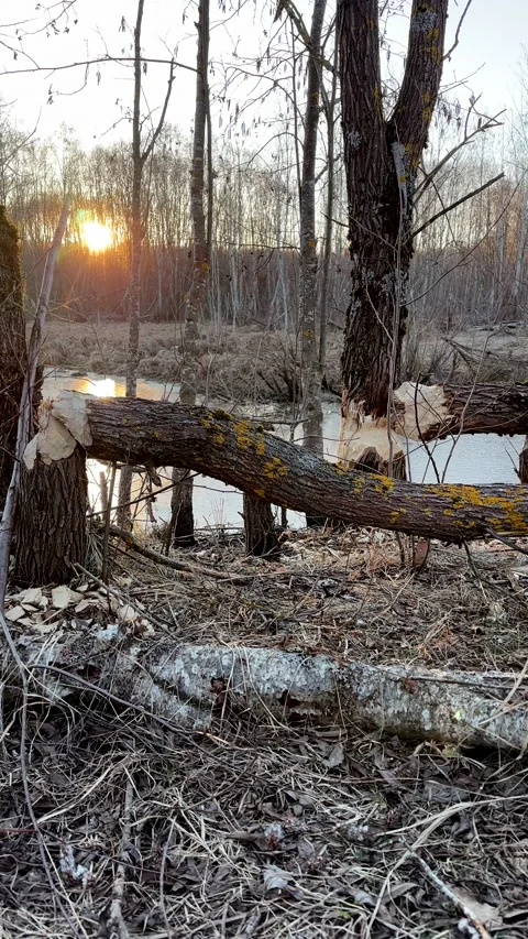 Trees in near river gnawed by beavers. Tree felled by beaver. Stock Footage 286024196
