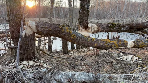Trees in near river gnawed by beavers. Tree felled by beaver. Video stock 286024347