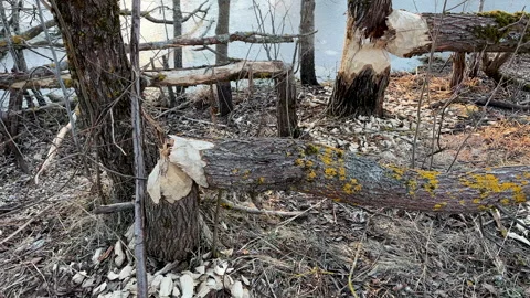 Trees in near river gnawed by beavers. Tree felled by beaver. Video stock 286024825