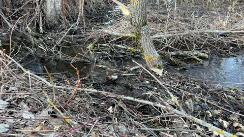 Trees in near river gnawed by beavers. Tree felled by beaver. Video stock 286024982
