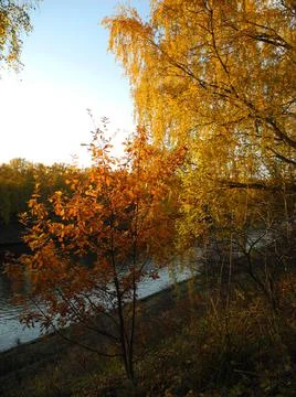 Trees nearthe river Stock Photos
