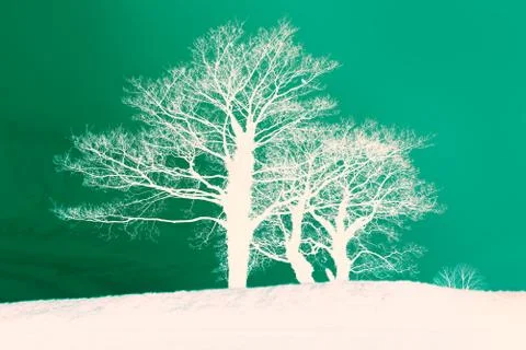 Trees in the negative Stock Photos