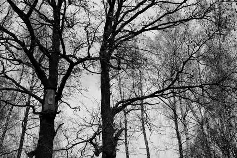 Trees with nesting box in forest Stock Photos