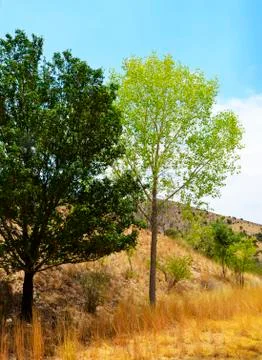 Trees in New Mexico Stock Photos
