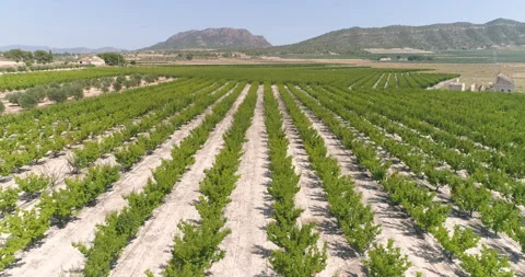 Trees next to dry and abandoned salt pan from the air Stock Footage 210428046