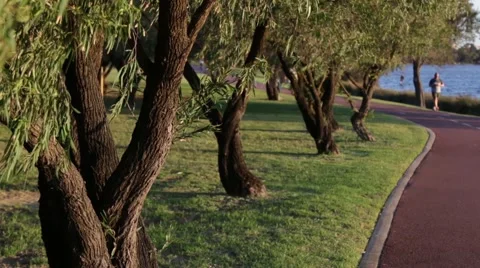 Trees next to path next to river Video stock 58569723