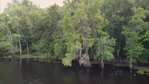 Trees next to river in southern Louisiana Stock-Footage 131324924