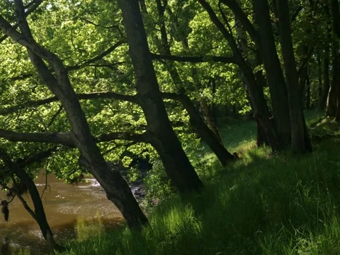 Trees next to a river in summer Видео 342340126