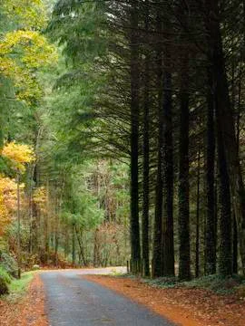 Trees next to road Stock Photos