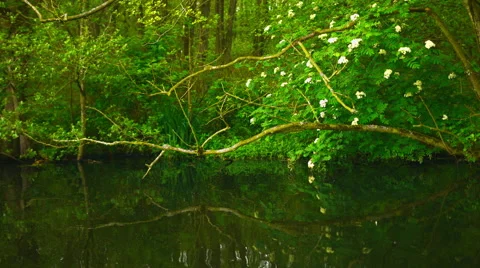 Trees next to water Stock Footage 58326747