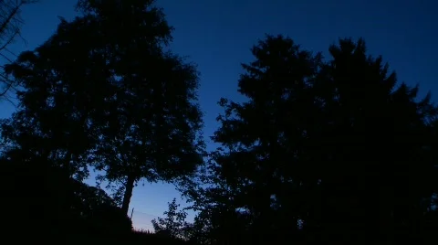 Trees at night Video stock 437183
