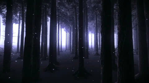 Trees at night Stock-Footage 24846179