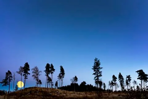 Trees at night with full moon Stock Photos