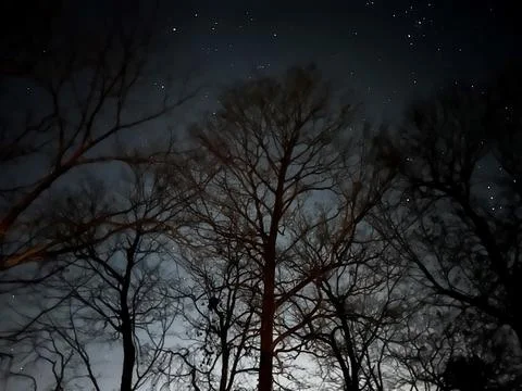 Trees at Night Stock Photos