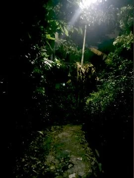 Trees at night Stock Photos