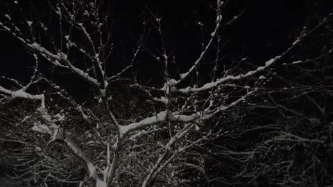 Trees in the night snow Stock Footage 325815190
