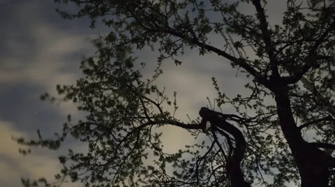 Trees at Night Timelapse Stock-Footage 68849897