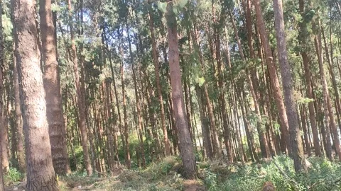 Trees In The Nilgiris 2 Stock Footage 303260012