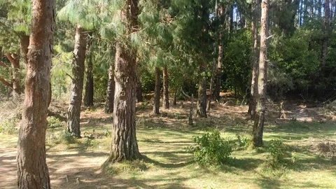 Trees In The Nilgiris 3 Stock Footage 303259921