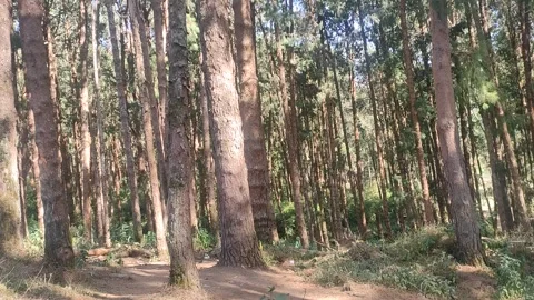 Trees In The Nilgiris Stock Footage 303259997