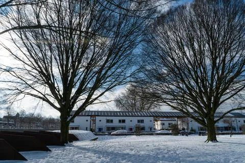 Trees no leafs snow winter Stock Photos