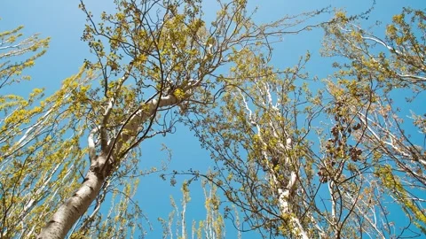 Trees of the North - Tree Farm Spring Stock Footage 257167186