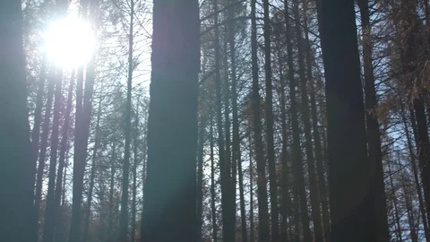Trees in North West forest Stockbeeldmateriaal 77077915